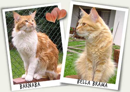 Barnaba i Bella